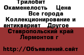 Трилобит Asaphus. Окаменелость. › Цена ­ 300 - Все города Коллекционирование и антиквариат » Другое   . Ставропольский край,Лермонтов г.